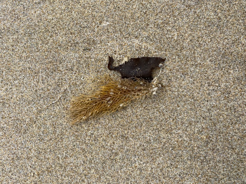 A few branches of a drifted specimen, on beach sand