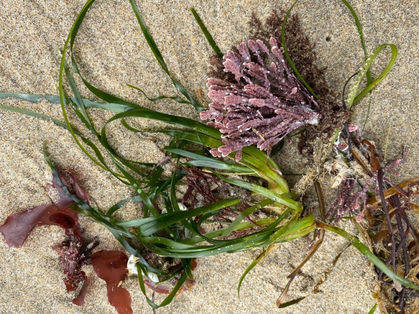 Pretty arrangement of surfgrass and an articulated coralline