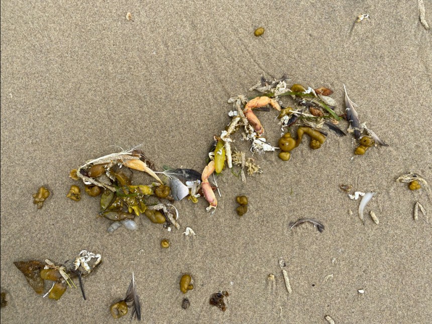 Tons of stuff in the drift line (Dungeness crab and mole crab molts, feathers, Nucella eggs, Leathesia, market squid egg capsules, Nucella eggs, sea sacs, and fucus)