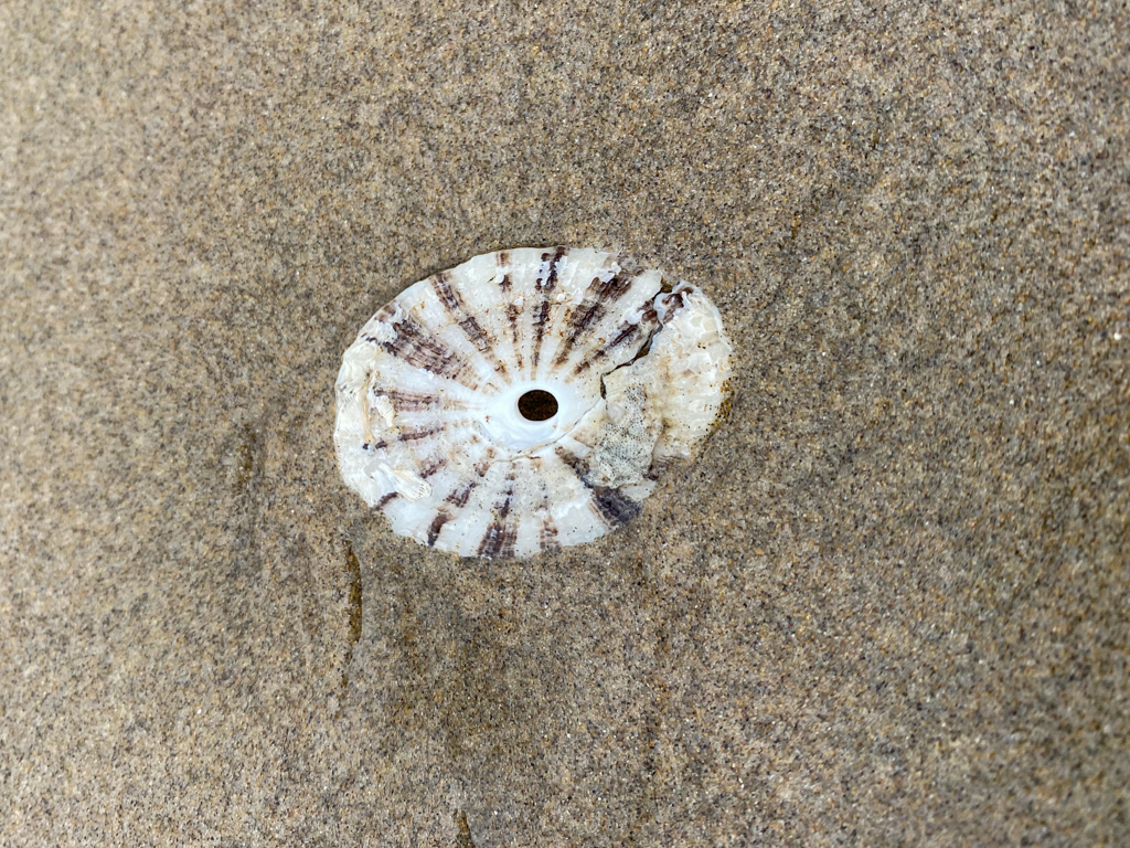 A drifted shell suffering some cracks, on beach sand