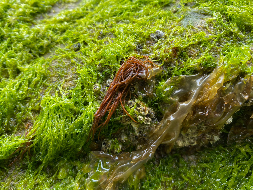 Closeup of reddish-brown cylinders, Ulva, Pyropia, and acorn barnacles.