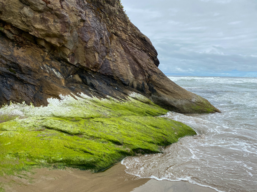 A headland's lower reaches covered in a carpet of Ulva. The surf zone in the background.