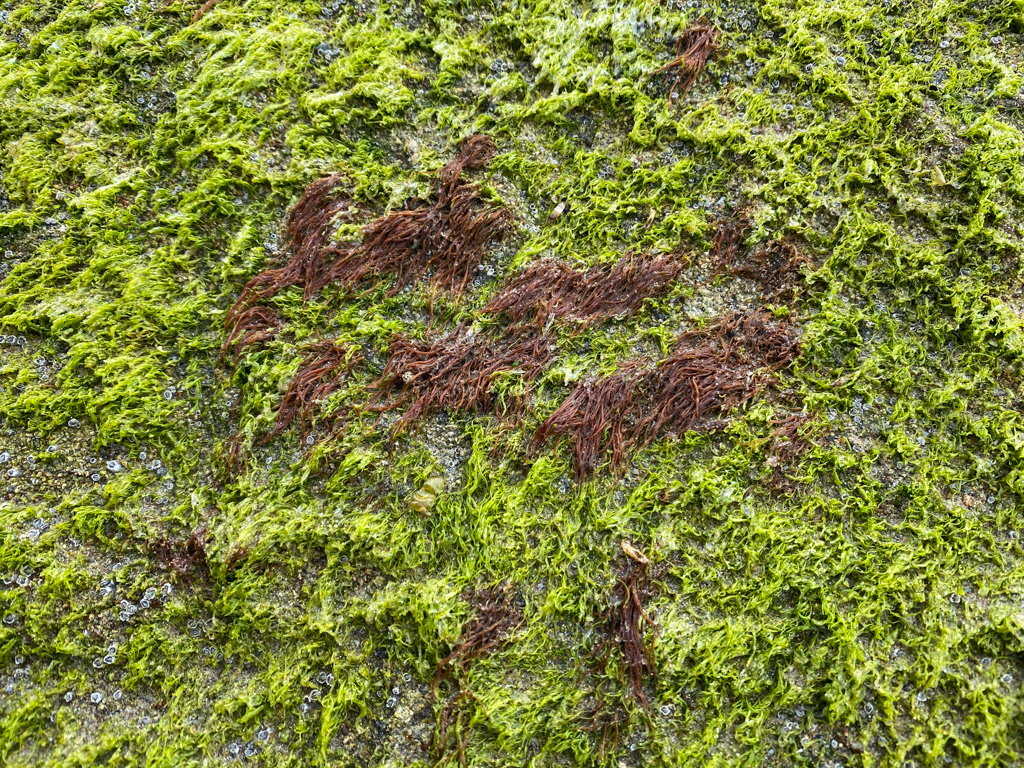 Kind of a closeup with tufts angst a background of Ulva.