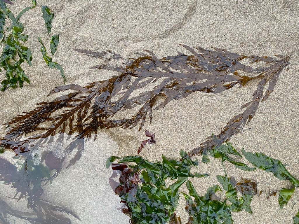 A good-sized flattened acid leaf branch emerging from the sand and laying out. Ulva's doing the same.