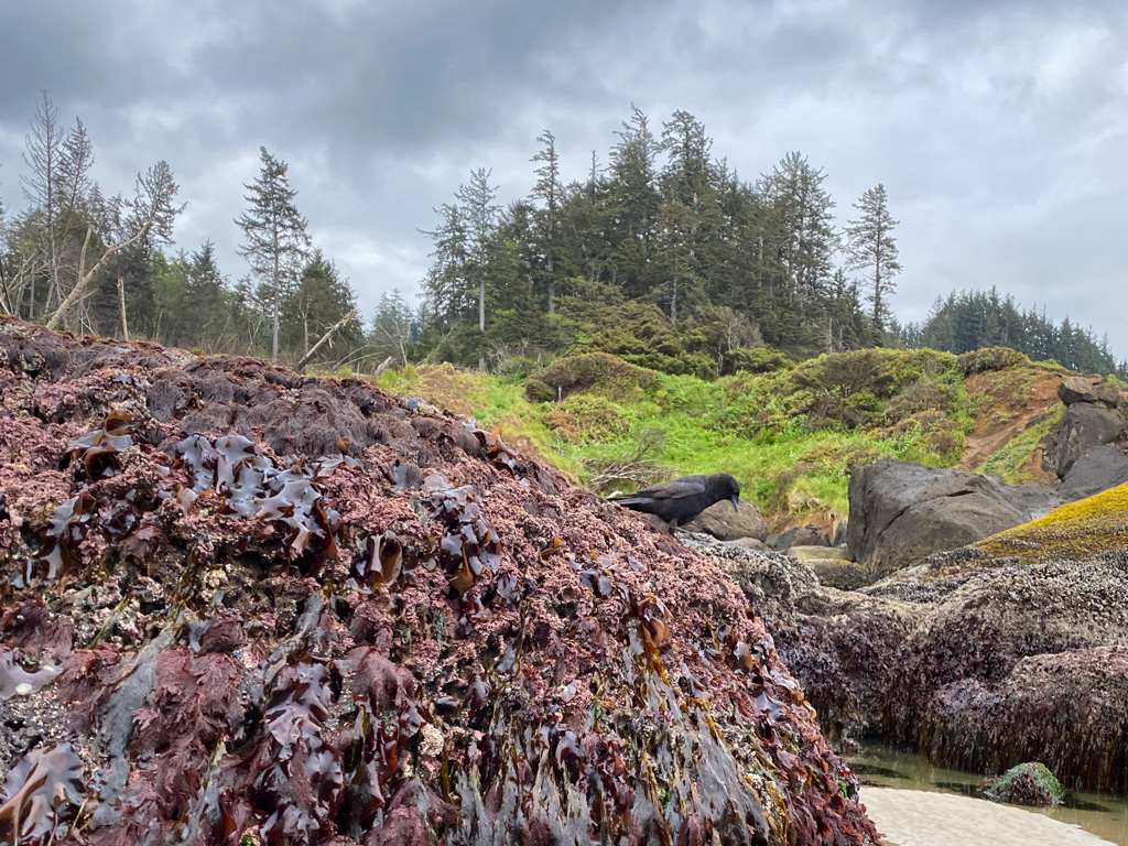 An American crow on a seaweed-covered rock focuses on its hunt. In the foreground a rock covered in red seaweeds juts from the sand. In the background, a maritime forest. Cloudy sky.