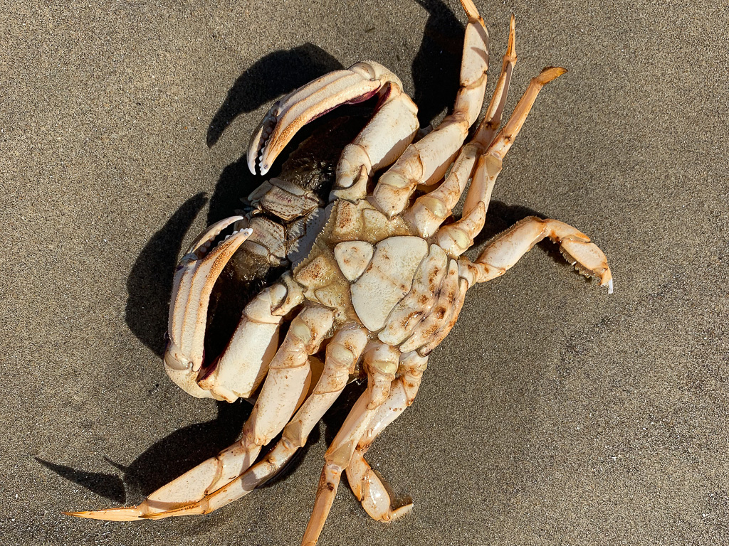 Closeup of the underside of a female Dungeness crab Metacarcinus magister. Sand in the background.