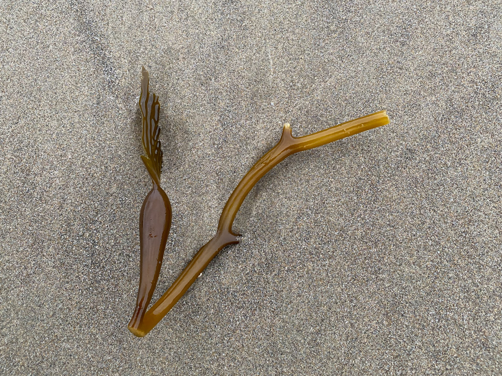 A small branched fragment on sand