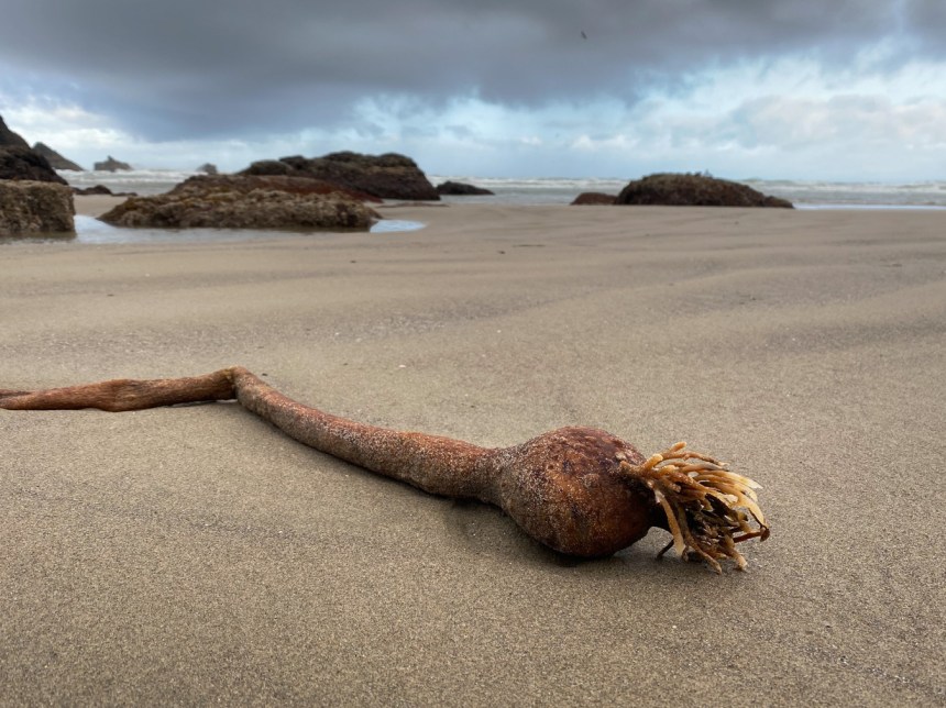 A single stipe and float decaying on clean beach sand; A few rocks jutting out of the sand and the surf zone in the background