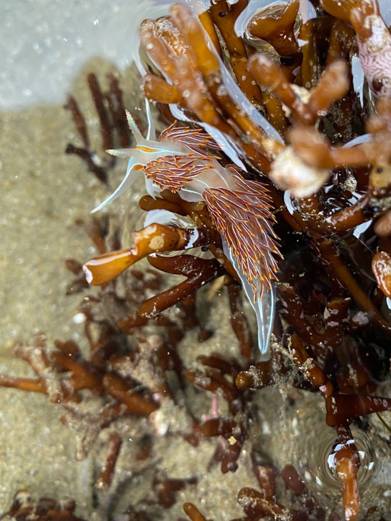 Close up on a single individual crawling around on some Ahnfeltiopsis in a sand-scoured pool.