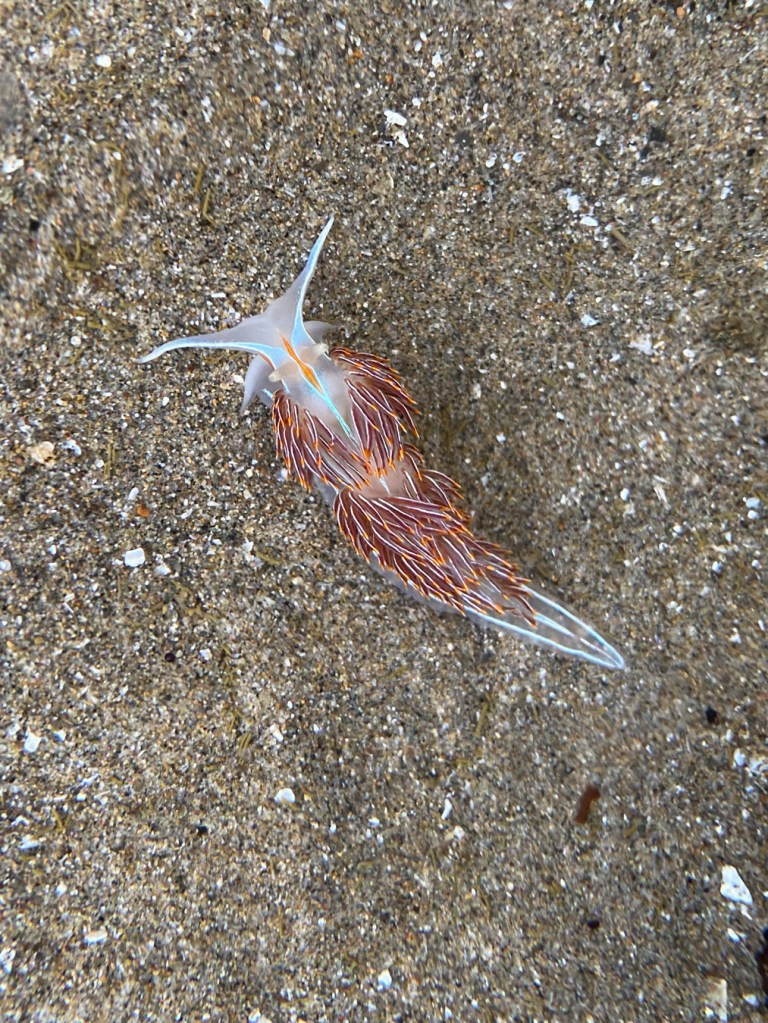 Looking straight down on a single Hermissenda crassicornis through clear water in a shallow pool.