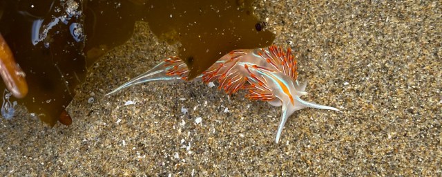 Thick-horned nudibranch on sand and partially covered by a red blade in a shallow sand-filled pool