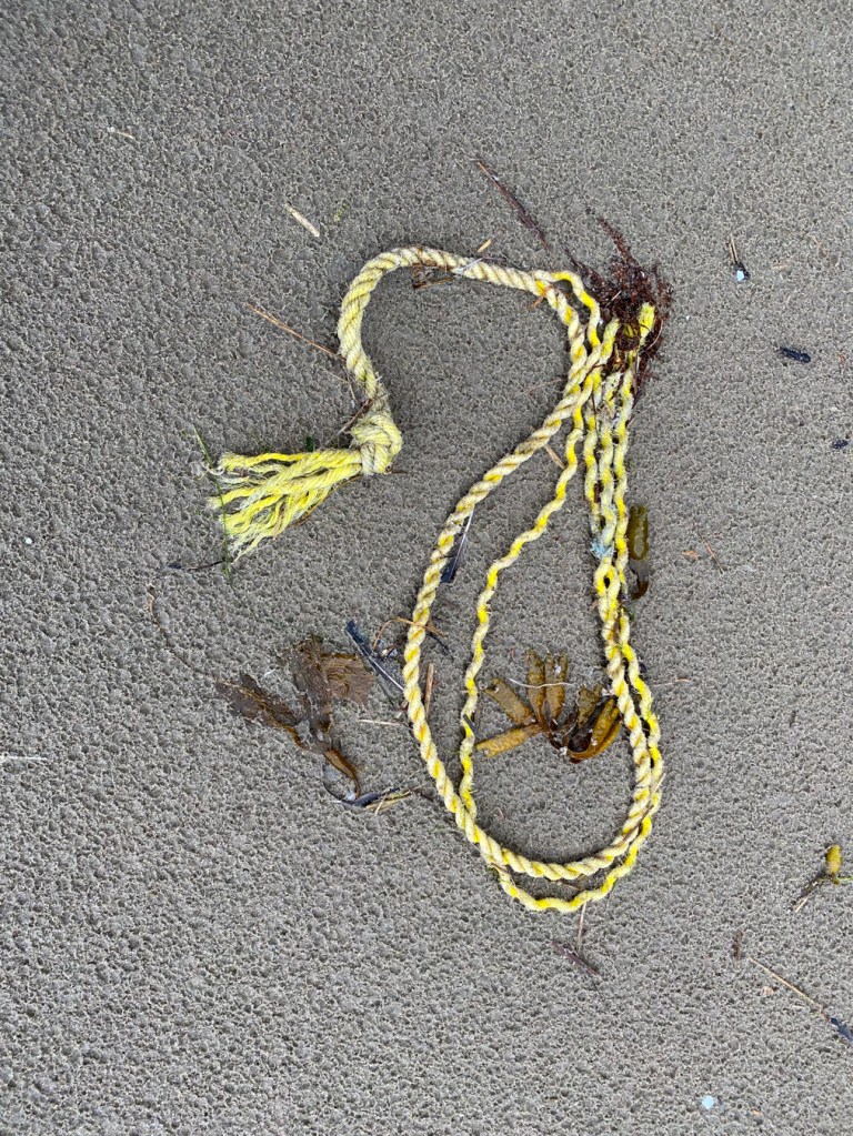 Yellow nylon line on beach sand; a few Fucus bits also present
