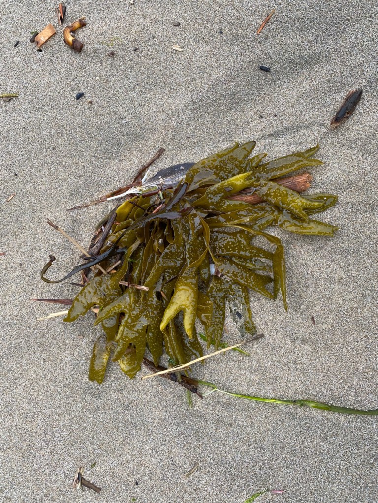 A fresh drifted mass on moist sand