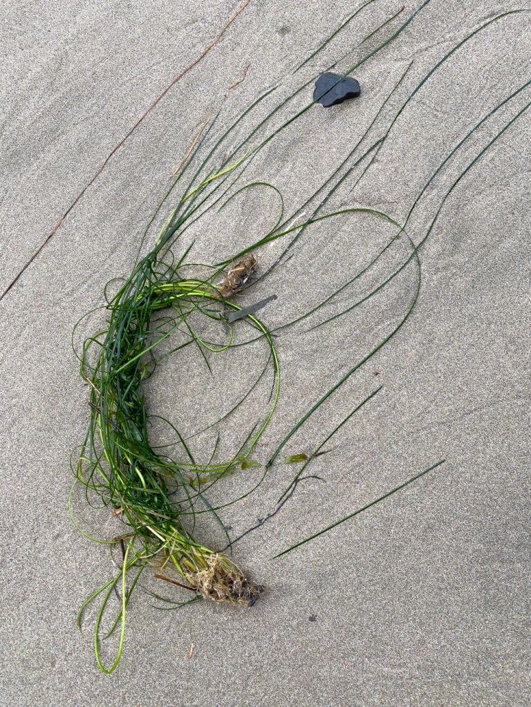 Two little drifted clumps of surfgrass on clean beach sand