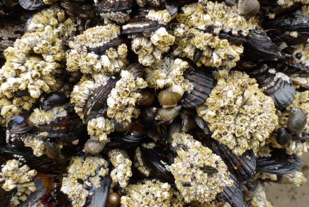 California mussels heavily encrusted with acorn barnacles. A few Nucella ostrina in the scene too.