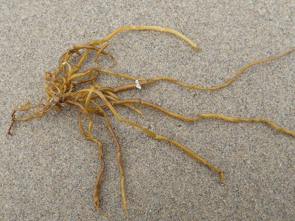 A tuft of drifted straw-colored cylinders resting on the sand.