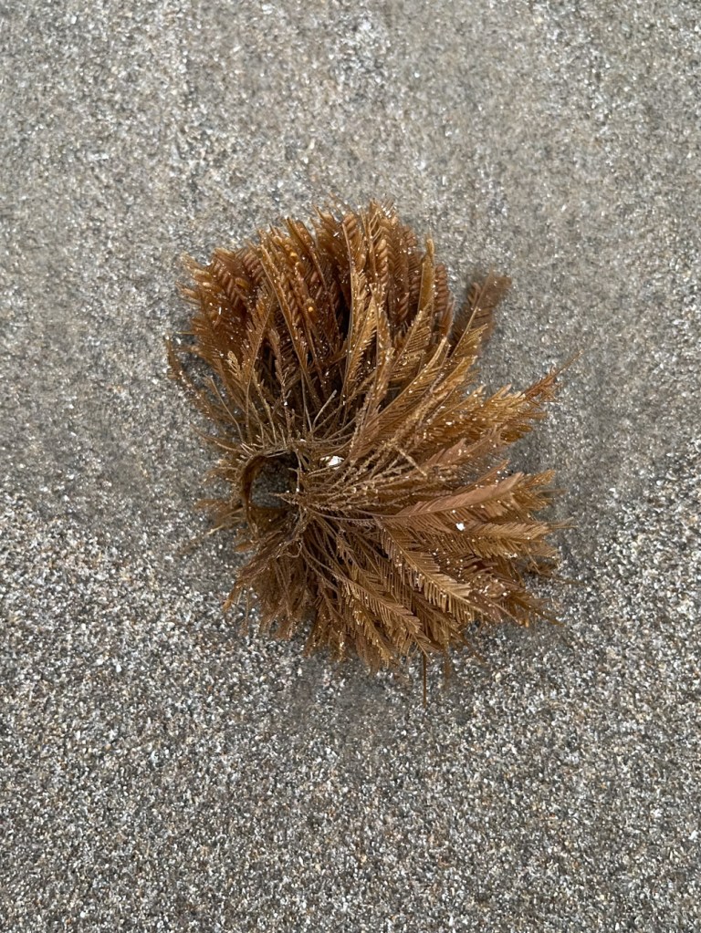 Little roundish clump on beach sand