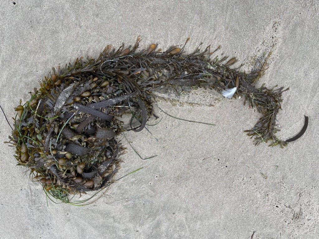 A small drift mass freshly arrived on beach sand