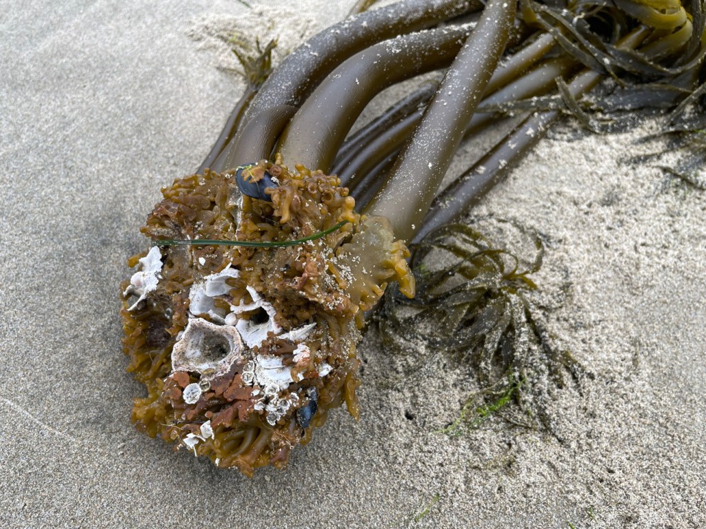 A detached and drifted Postelsia, laying on its side, reveals the underside of its holdfast. Embedded in the holdfast are several thatched barnacle Semibalanus cariosus shells.