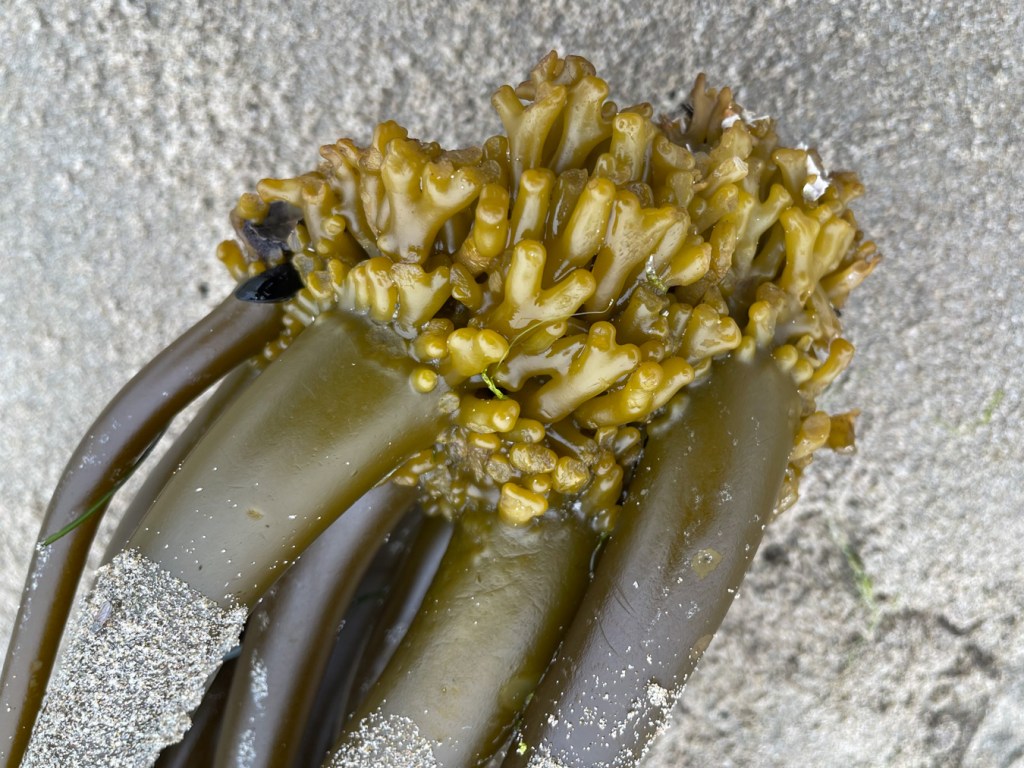 Close up on a fresh drifted Postelsia holdfast; on beach sand