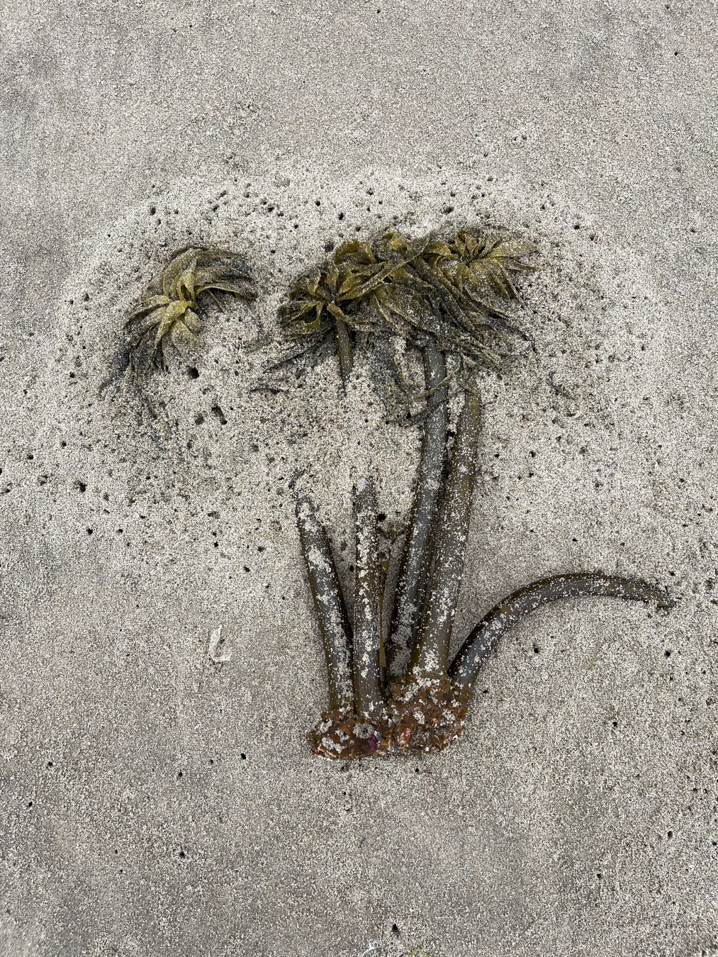 A whole drifted Postelsia clump partially buried by beach hopper workings