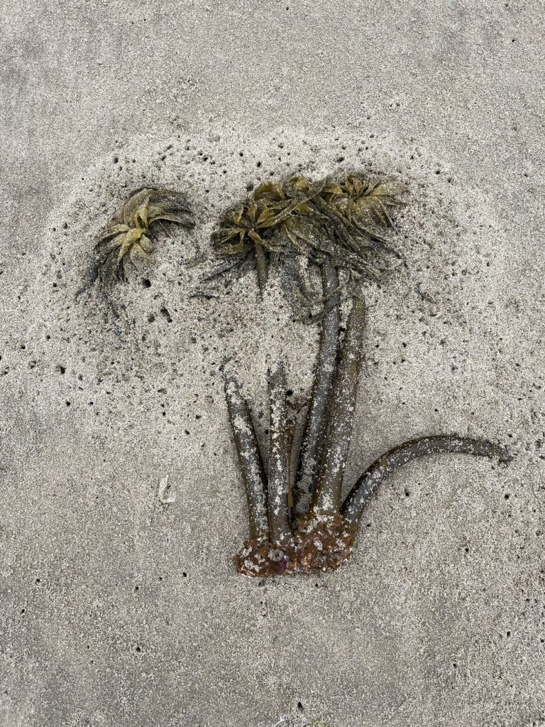 A whole drifted Postelsia clump partially buried by beach hopper workings