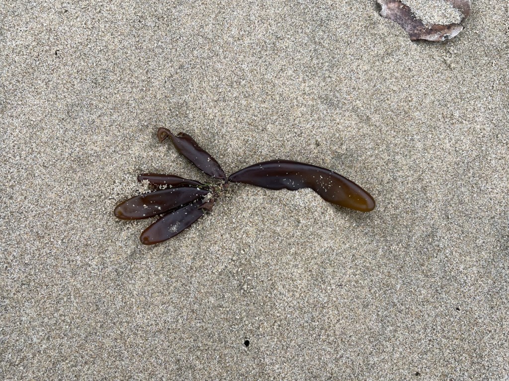 A single kind of dried and very dark reddish cluster of sea sacs on beach sand
