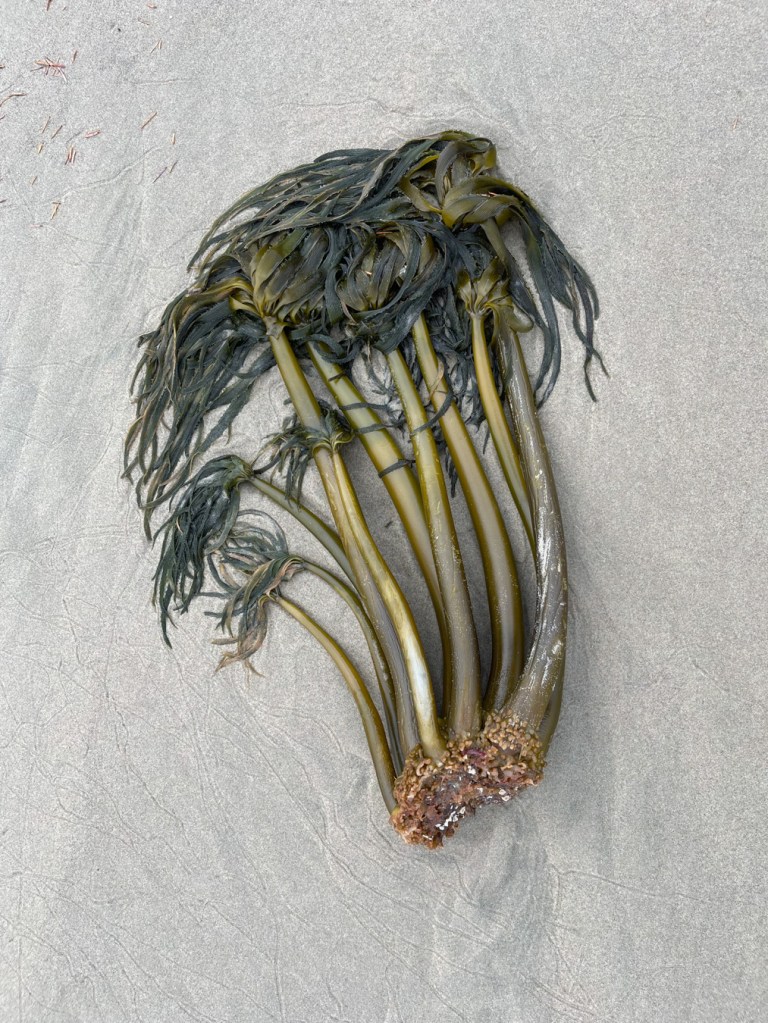 A ten-stipe clump of drifted sea palm on clean beach sand. No beach hopper workings, yet.