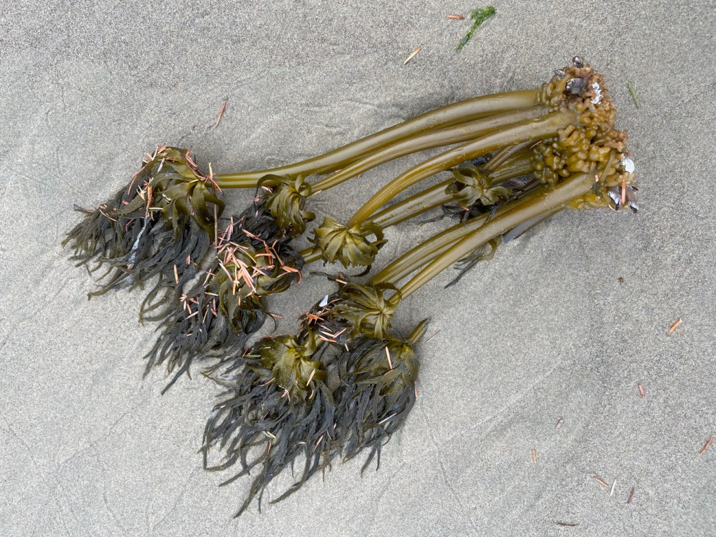 Makes the beach hoppers happy