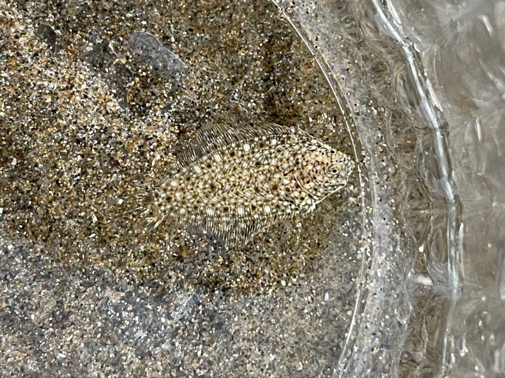 One-inch sand sole in a clear glass finger bowl over sand. Good camouflage.
