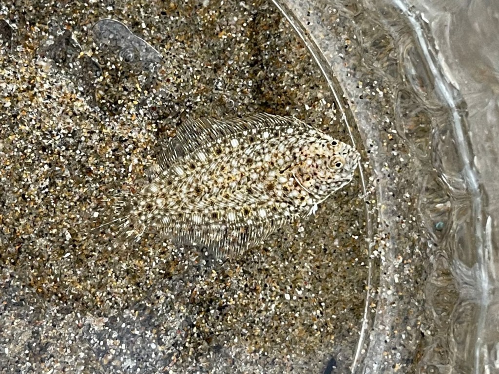 Looking straight down of a one-inch long baby sand sole