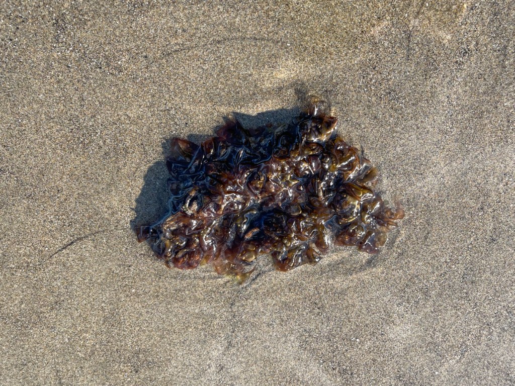 A crumple of dark, reddish-brown Pyropia on wet beach sand