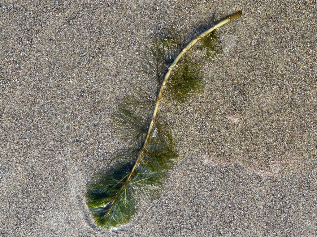 A strand of invasive freshwater plant on wet beach sand.