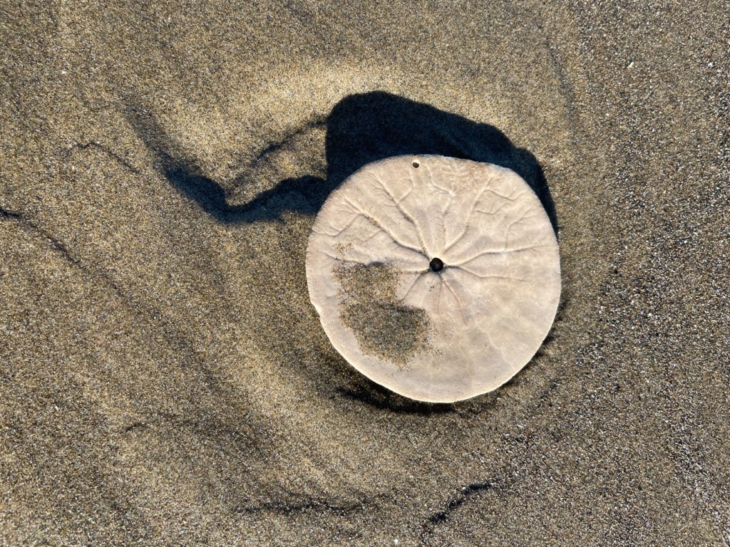 Upside down bleached sand dollar shell; complete shell on moist beach sand