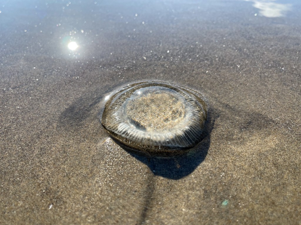 a lone drifted crystal jelly reflecting morning sun. Sun is also reflected in a sheen of water on beach sand