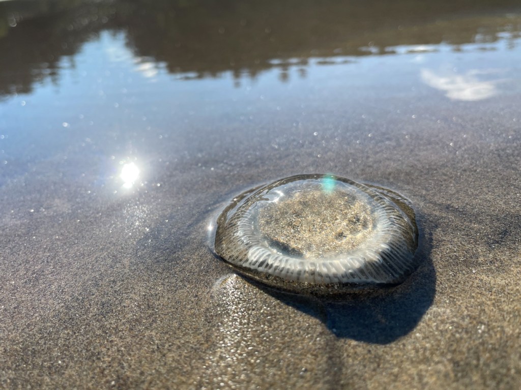 Reflections on wet sand of the forest above, and the sun, sky, and a little white cloud