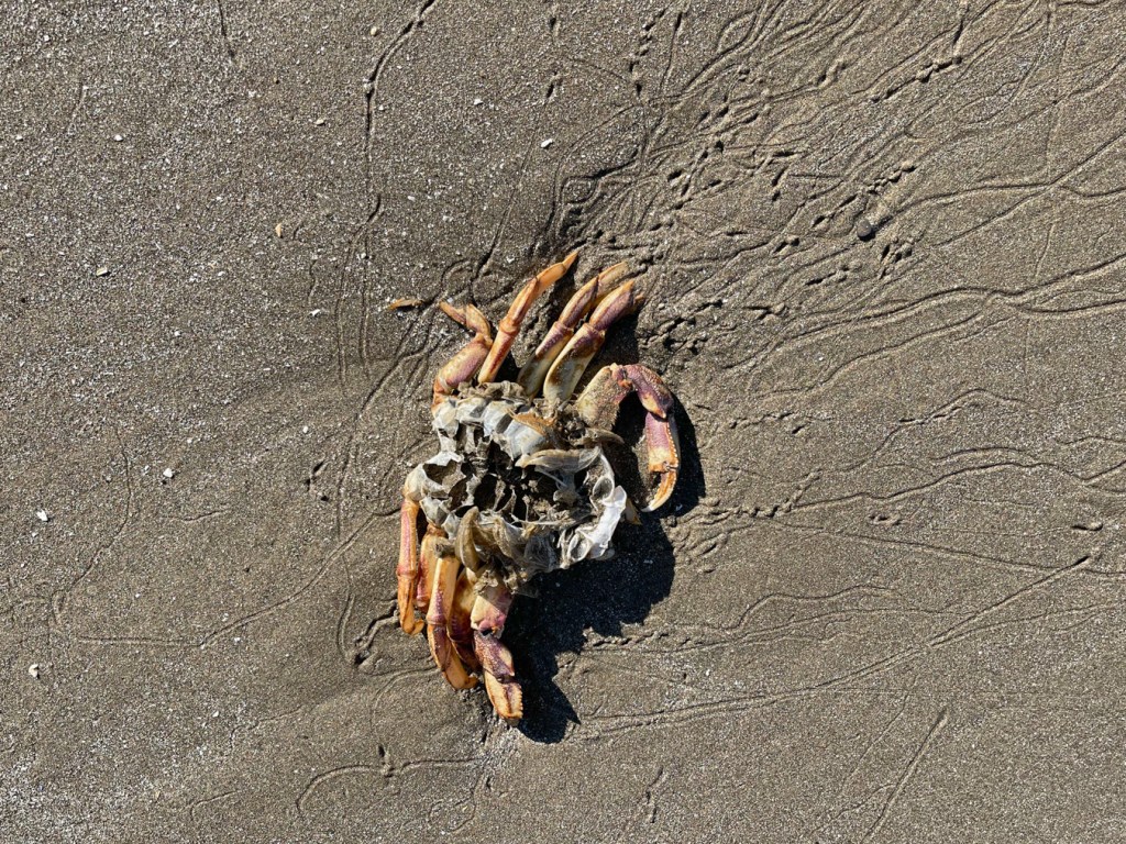 Right side up on moist beach sand
