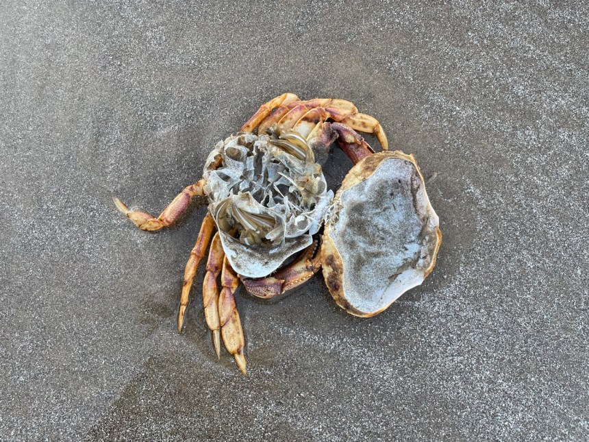 Carapace and body still attached. You can easily imagine a fresh soft crab stepping out of the old, slightly too small, shell