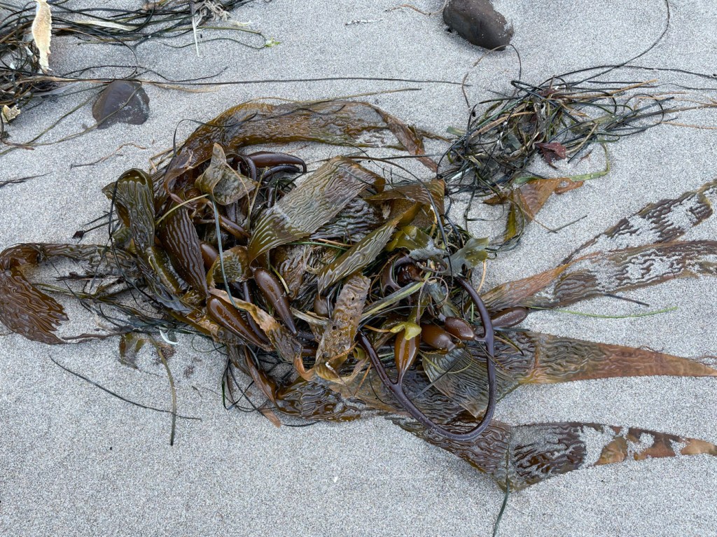 Drift mass of Macrocystis with some surfgrass in the mix