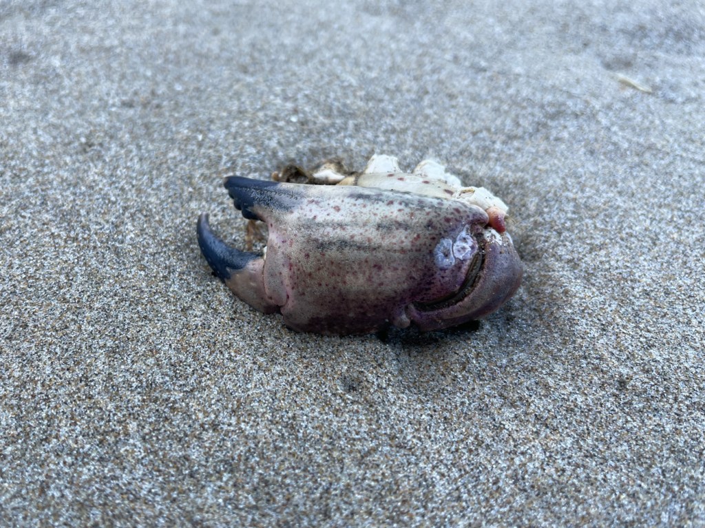 Black-tipped pinching claw on sand