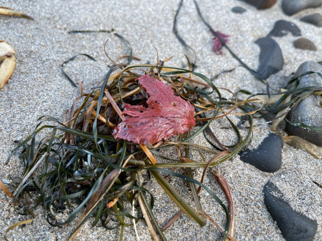 A wee tag of Polyneura resting on a bed of surfgrass on sand; cobbles to the right, a crab carcass to the left