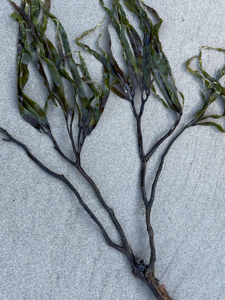 Branched stipe and the blades viewed from above; holdfast not shown