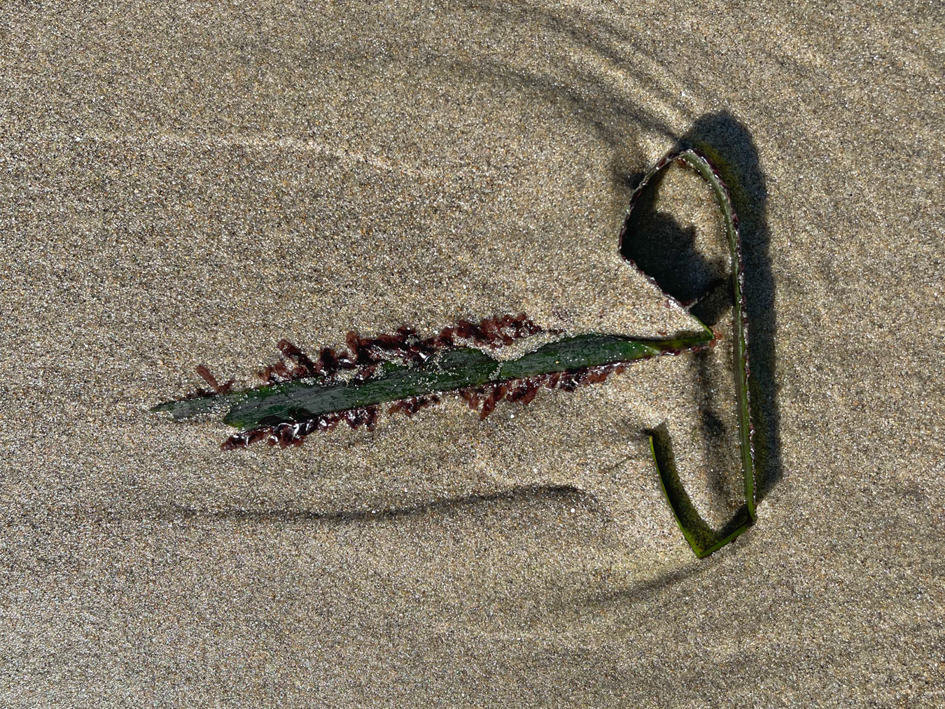 A fragment of drifted eelgrass (Zostera) fringed with the epiphyte Smithora naiadum. The eelgrass fragment is resting on clean beach sand.