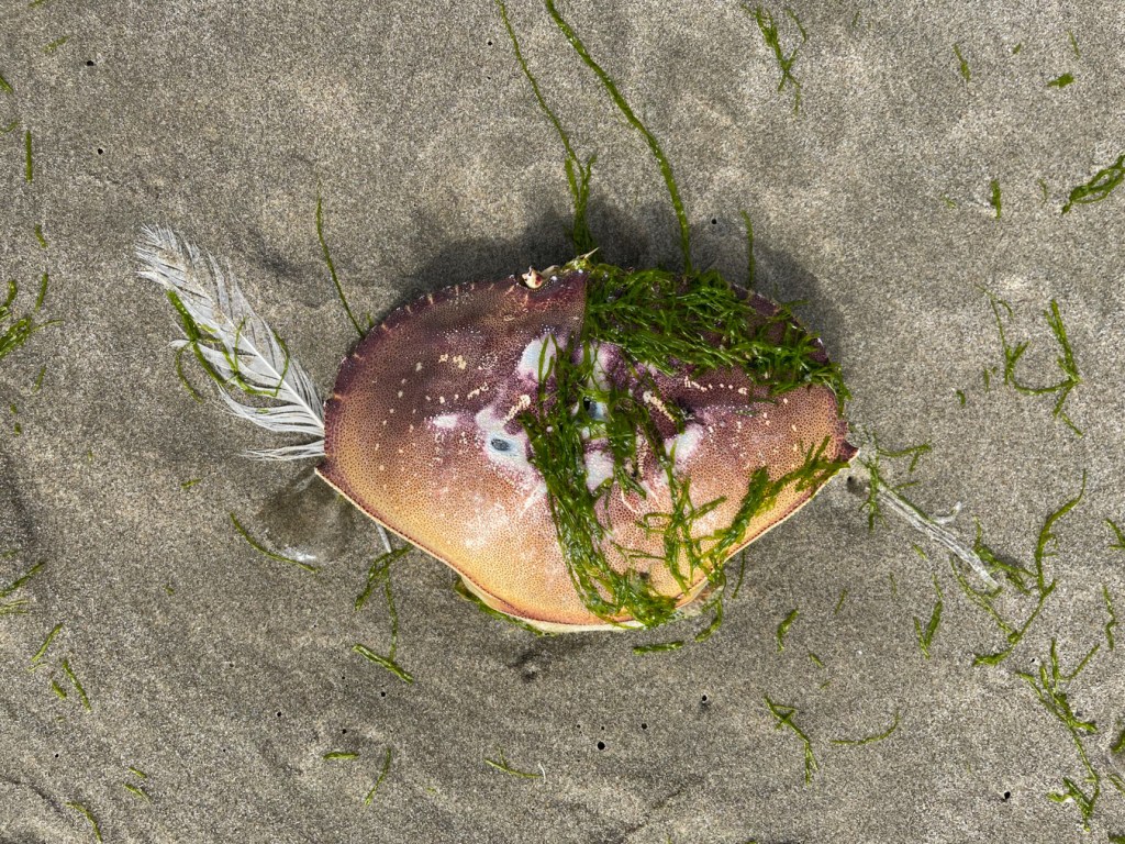 Closeup of a drifted Dungeness crab Metacarcinus magister carapace resting on the sand with drifted green seaweed and a white feather.