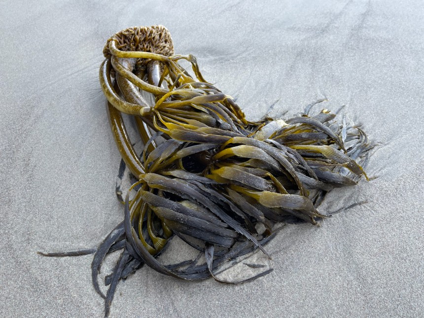 Fresh drifted sea palm, holdfast and all, on clean beach sand