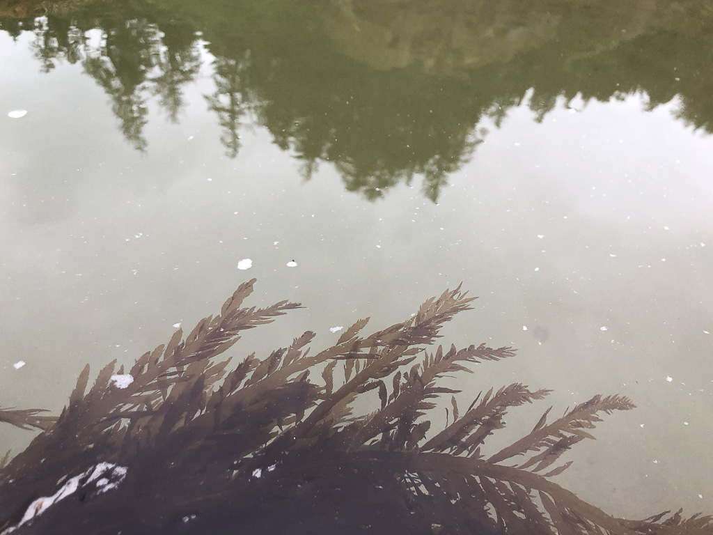 Looking down into a sand-filled pool, Desmarestia along the bottom of the image looks like reflected forest trees along the top of the image.