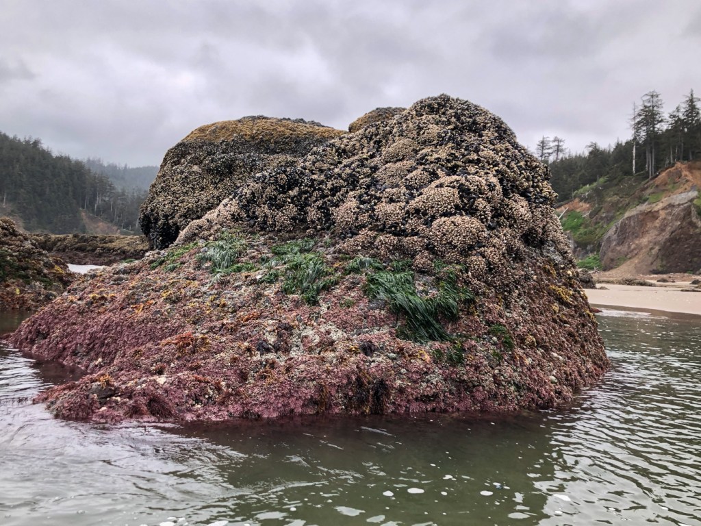 Big rock exposed at low tide, surrounded by a water-filled trench in the sand 