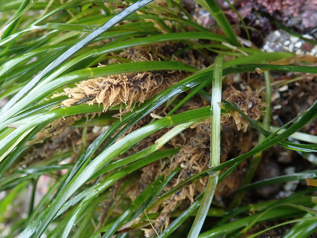 Closeup, peering through the phyllospadix