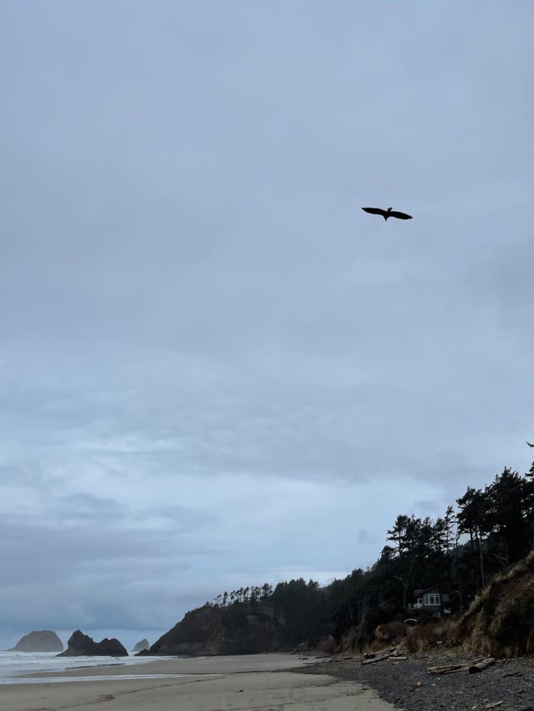 Bald eagle departing
