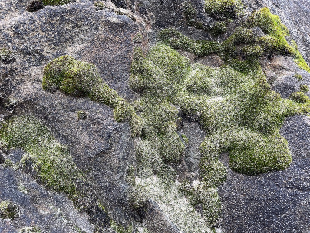 Closeup on a patch of moss with beach sand embedded in it. 